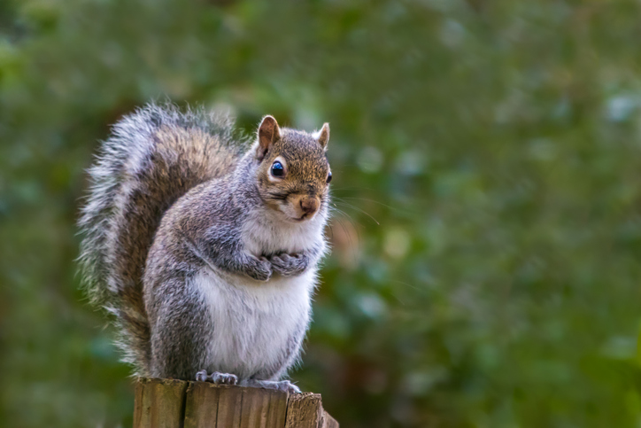 squirrel removal in Houston